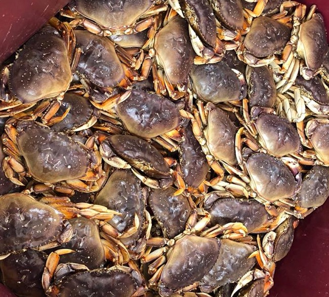 Live Dungeness Crab